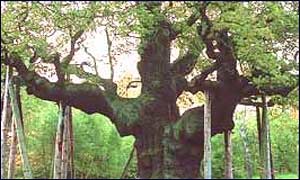 The Major Oak reputedly sheltered Robin Hood