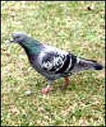 Pigeon