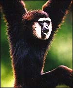 Gibbon