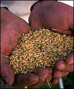 Seeds in two hands Monsanto