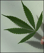Cannabis leaves