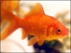 Goldfish