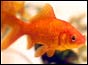 Goldfish