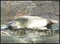 Seal in The Wash