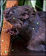 Water Vole
