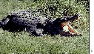 Crocodile, Australia