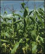 US has more GM crops than any other country