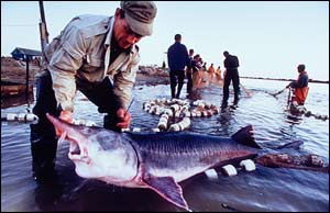 Caviar, Hans-Jurgen Burkard/Bilderberg/Caviar Emptor