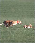 Hare coursing