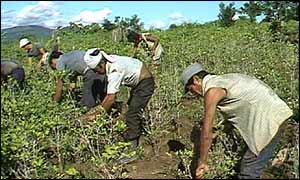 Cocaine cultivation