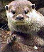 Otter