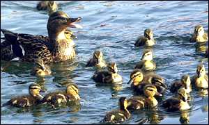 Mallard duck family