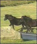 Dartmoor ponies