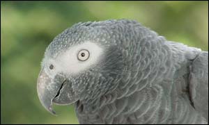 African Grey parrot
