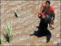 A Mozambican woman, stranded on a the trunk of a tree on the flooded banks of the Save river