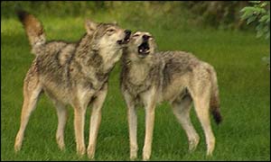 Wolves howling