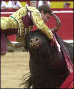 Bullfight