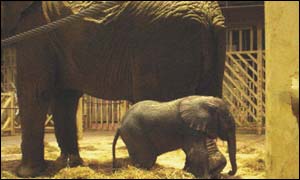 Baby elephant at Colchester