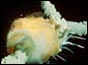 Space shuttle Challenger