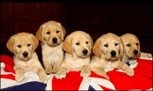 Guide dog puppies. PA