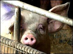 Pig on a farm in Hook, East Yorkshire