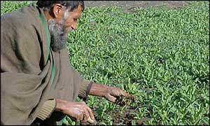 Afghanistan crop