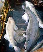 Cod on trawler deck BBC