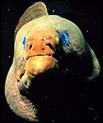 Green moray eel Noaa