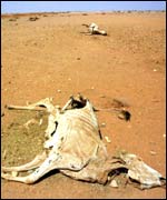 A skeletal cow lies dead in the parched earth