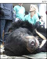 Veterinary surgeon checks a rescued bear under anaesthetic