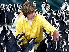 Photo of a conservationist tending to damaged penguins