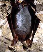 Greater mouse-eared bat R.Stebbings/BCT