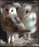 Barn owls