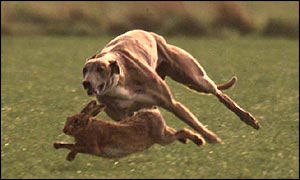 Hare coursing