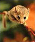 Dormouse