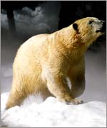 Sea World has four polar bears