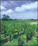 Trees in the National Forest