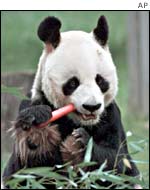 Panda eating a carrot