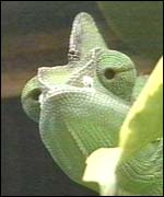 Green chameleon