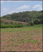 Barren maize field