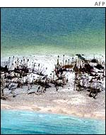 Stumps of palm trees on Tikopia
