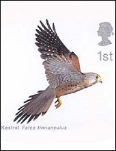 A Kestrel stamp from the Royal Mail