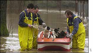 Dogs are rescued in West Bohemia