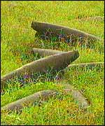 Shells left in a Sri Lankan field