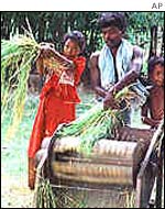 Indian rice farmers 