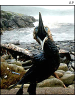 An oiled seabird