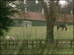 Ballymany stud farm, County Kildare