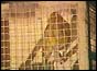 Canary in cage