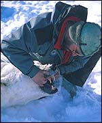 Polar bear (Photo: Andrew Derocher/single use only)