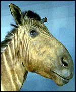 Extinct quagga BBC
